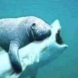 Meet your Posher, Dan